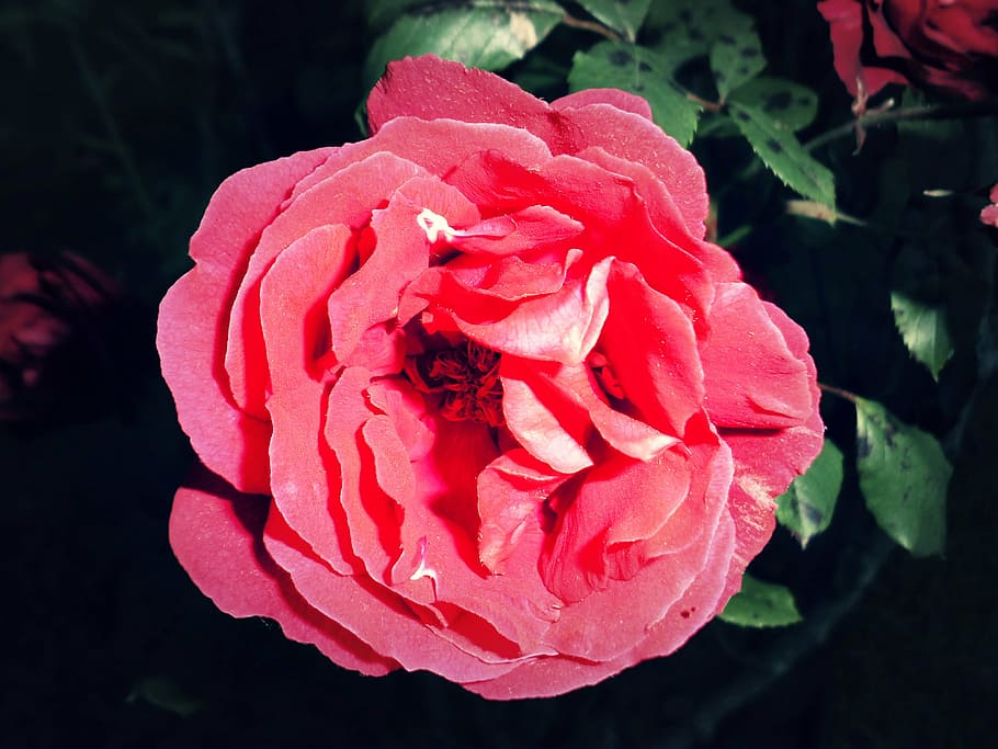 pink, flower, red, nature, thorn, épiné, flowering plant HD wallpaper