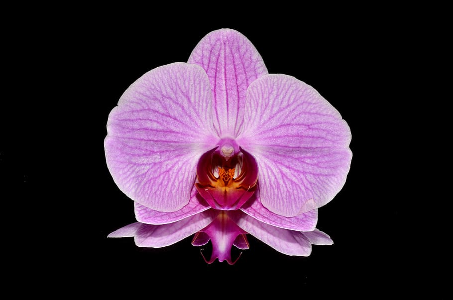 purple moth orchid in close-up photography, pink, orchids, flower HD wallpaper