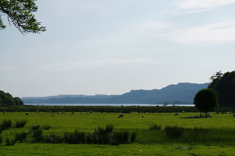scotland, landscape, sheep, plant, tree, environment, scenics - nature HD wallpaper