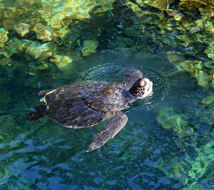 sea turtle in body of water, tortoise, swimming, flippers, reptile HD wallpaper