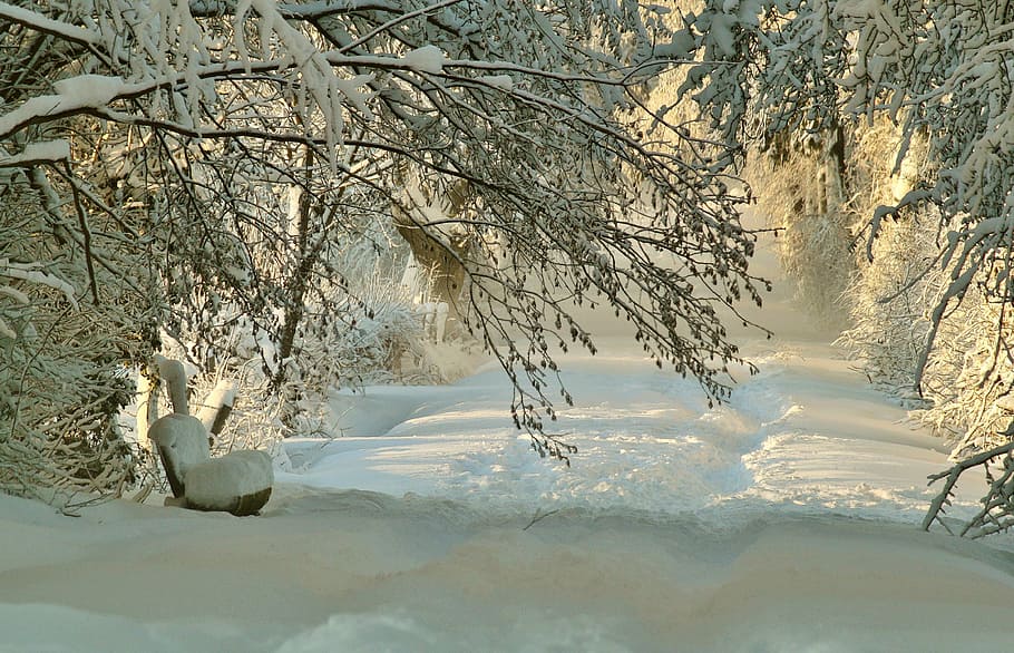 road covered with snow surrounded by trees, daytime, winter HD wallpaper