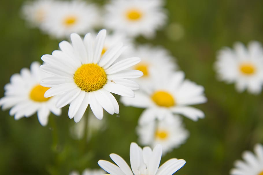 daisy, meadow, summer, flower, white, keywords fotomontáž HD wallpaper