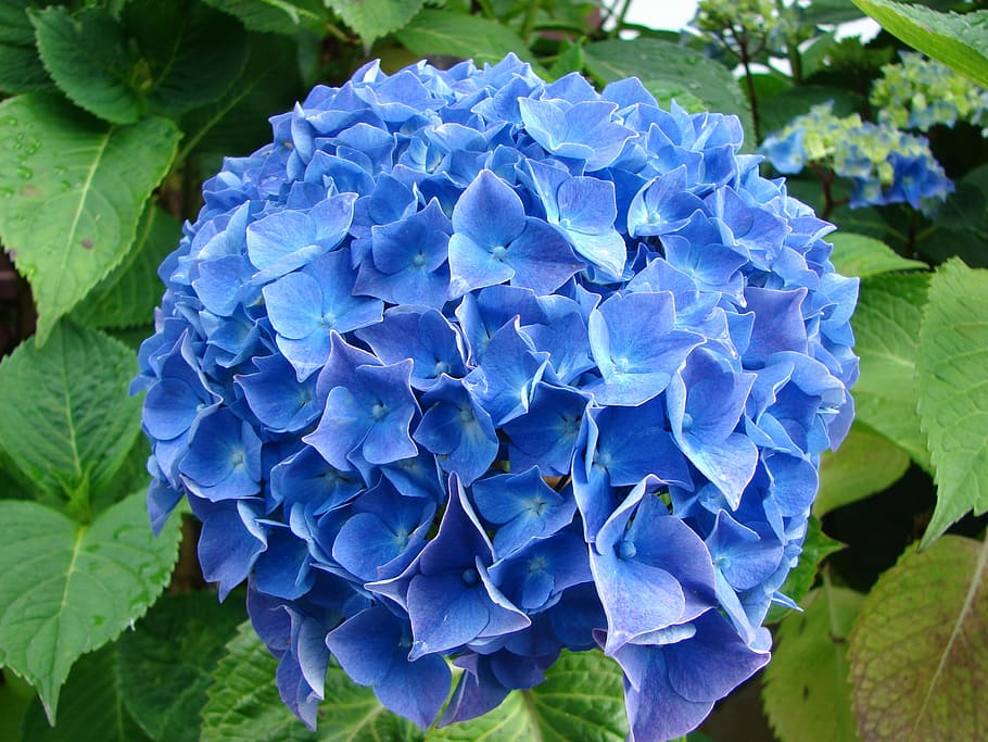 blue flower, hydrangea, plant, flowering plant, beauty in nature HD wallpaper