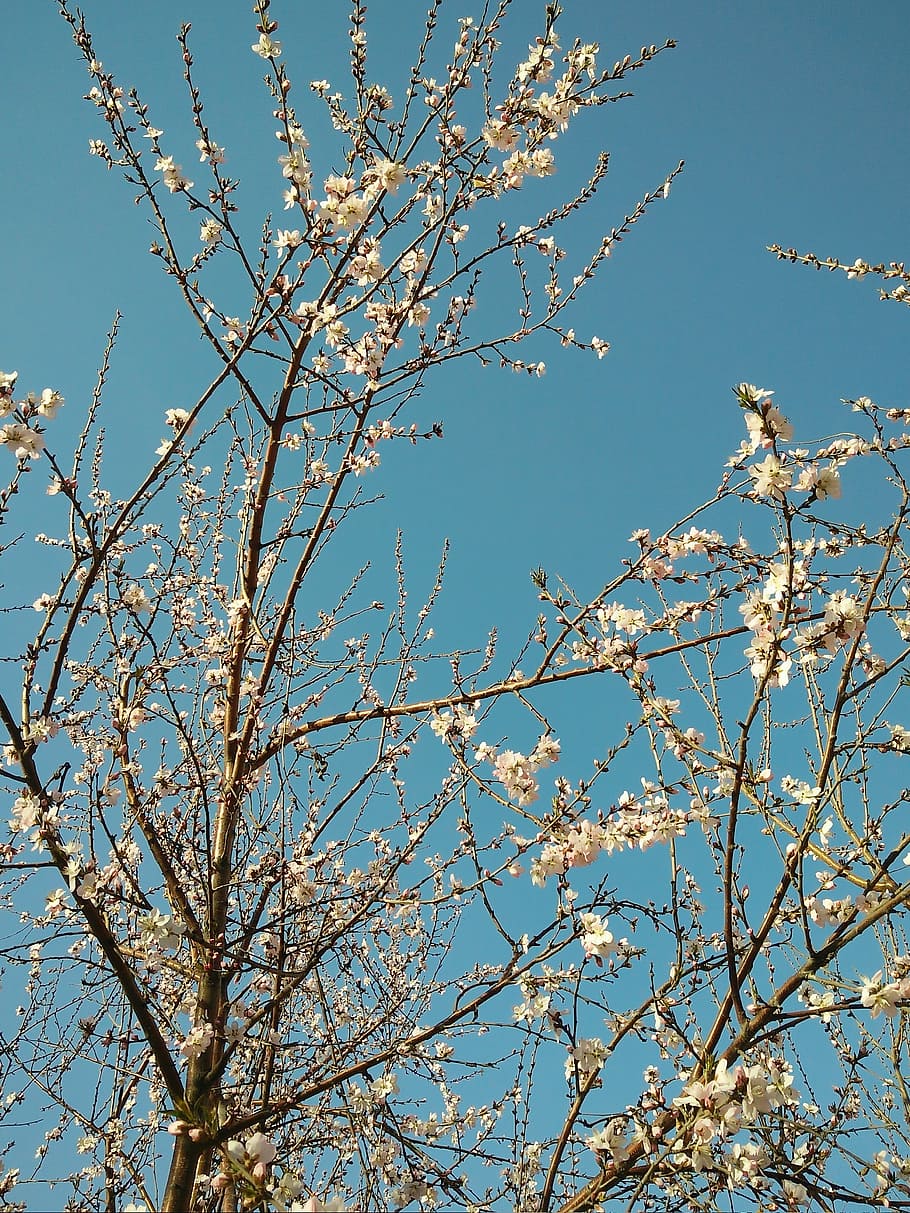 peach blossom, tree, spring, low angle view, plant, branch HD wallpaper