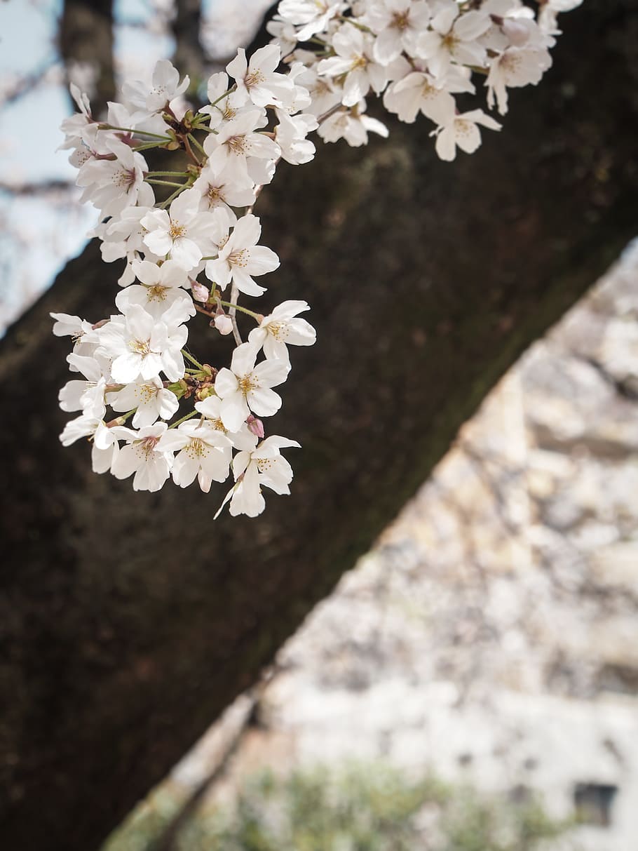 cherry, japan, flowers, spring, pink, spring in japan, spring flowers HD wallpaper