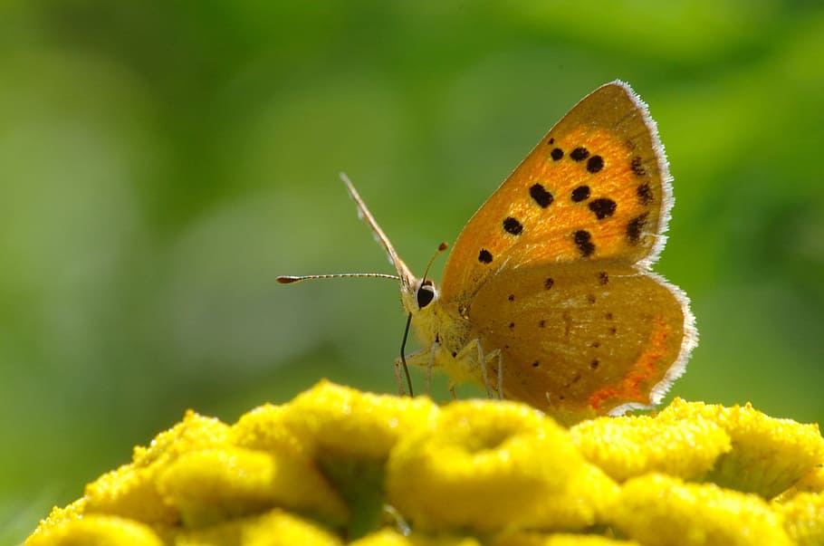 butterfly, nature, insect, summer, yellow, animal themes, animal wildlife HD wallpaper