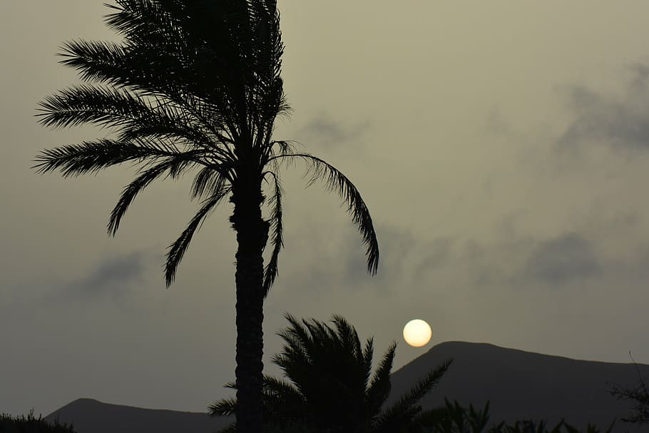 palm tree, sun, sunset, landscape, nature, silhouette, setting sun HD wallpaper