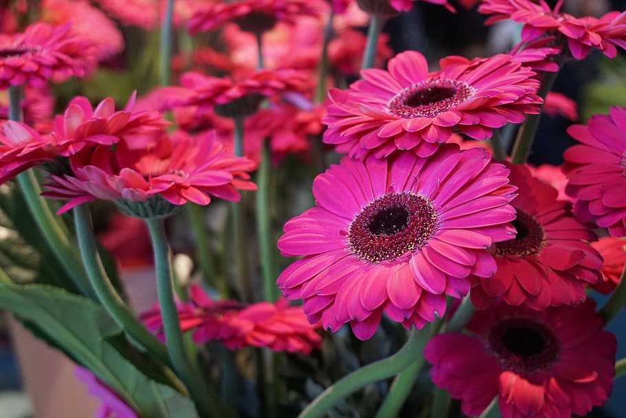 macro photography of purple petaled flowers, gerberer, schnittblume HD wallpaper