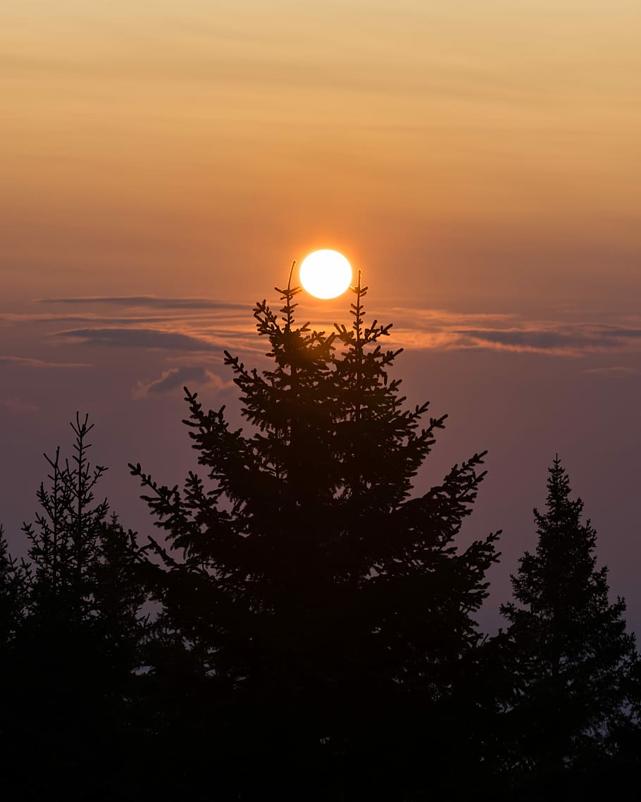 silhouette of pine trees, sun, sunrise, cloud, forest, sunshine HD wallpaper