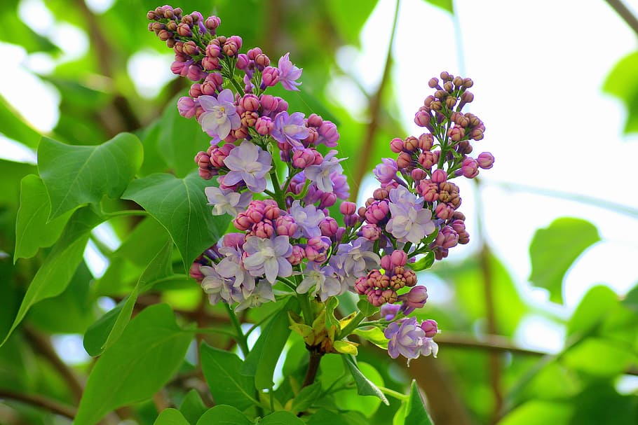 purple flowers, without, bush, spring, violet, flowering, green HD wallpaper