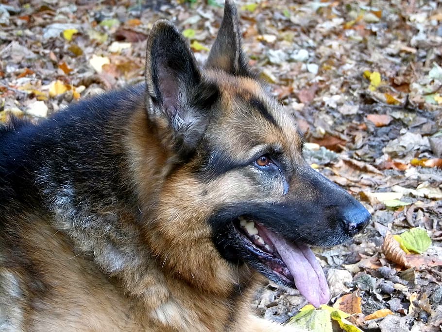 german shepherd, dog, forest, animal, one animal, animal themes HD wallpaper