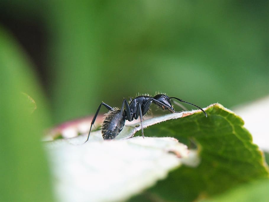 ant, leaf, garden, close, nature, insect, green, invertebrate HD wallpaper