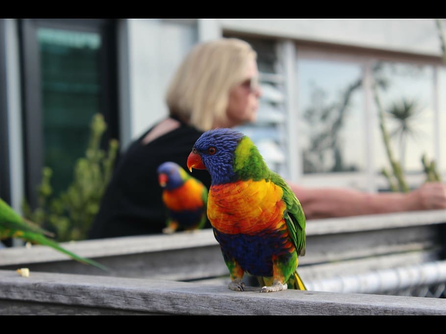 rainbow, lorikeet, parrot, melbourne, st kilda, bird, feeding HD wallpaper