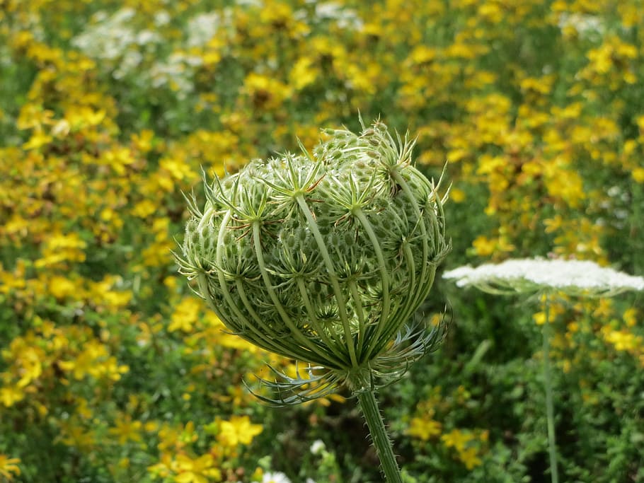 Daucus Carota, Wild Carrot, Wildflower, inflorescence, macro