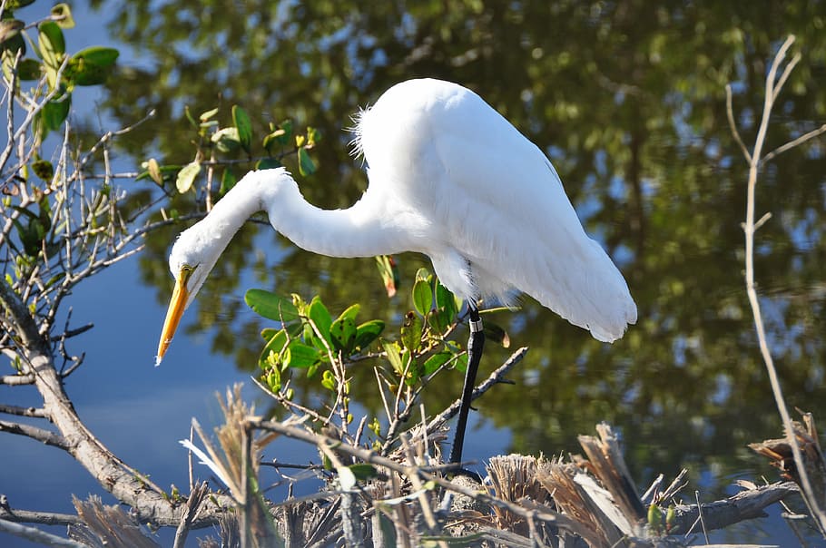 egret, florida, white, bird, wildlife, nature, water, animal HD wallpaper