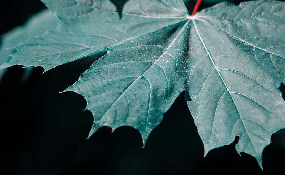 leaf, maple leaf, close, abstract, garden, nature, green, foliage HD wallpaper