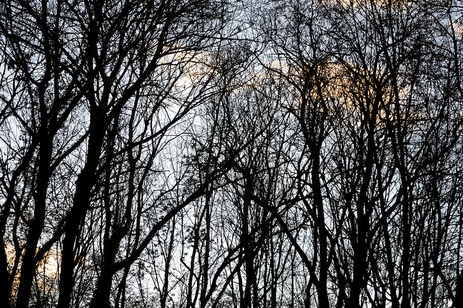 forest, winter, nature, trees, trunk, alsace, wood, france HD wallpaper