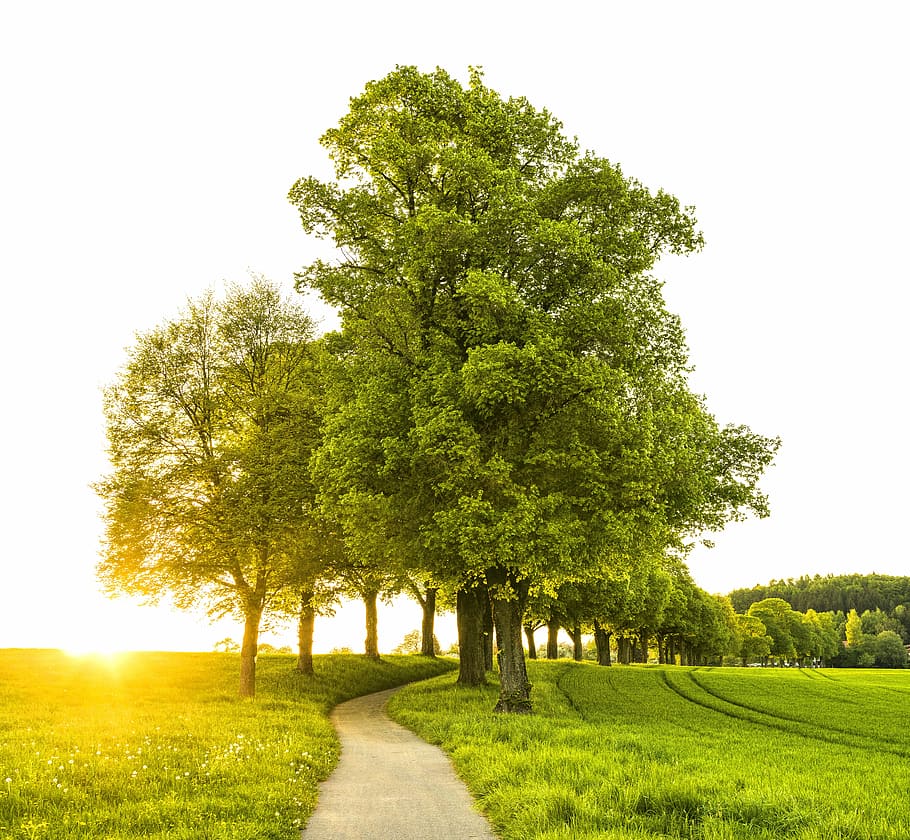 green tree during sunrise, sunset, away, trees, hiking, landscape HD wallpaper