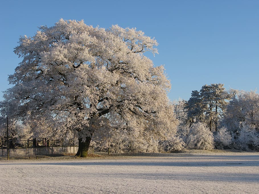 frost, oak, claverdon, winter, tree, plant, beauty in nature HD wallpaper