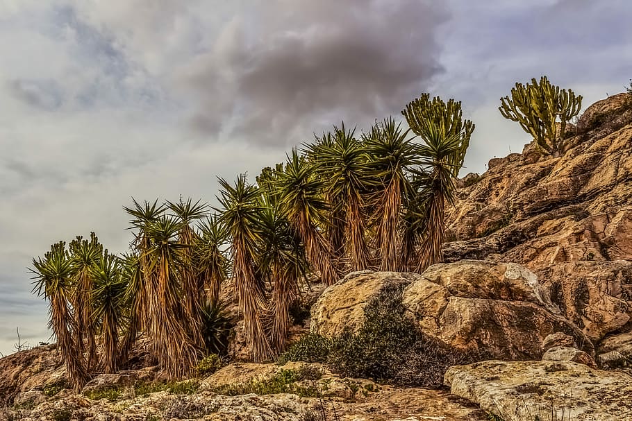 Rock, Cactus, Landscape, Nature, cliff, formation, geology HD wallpaper