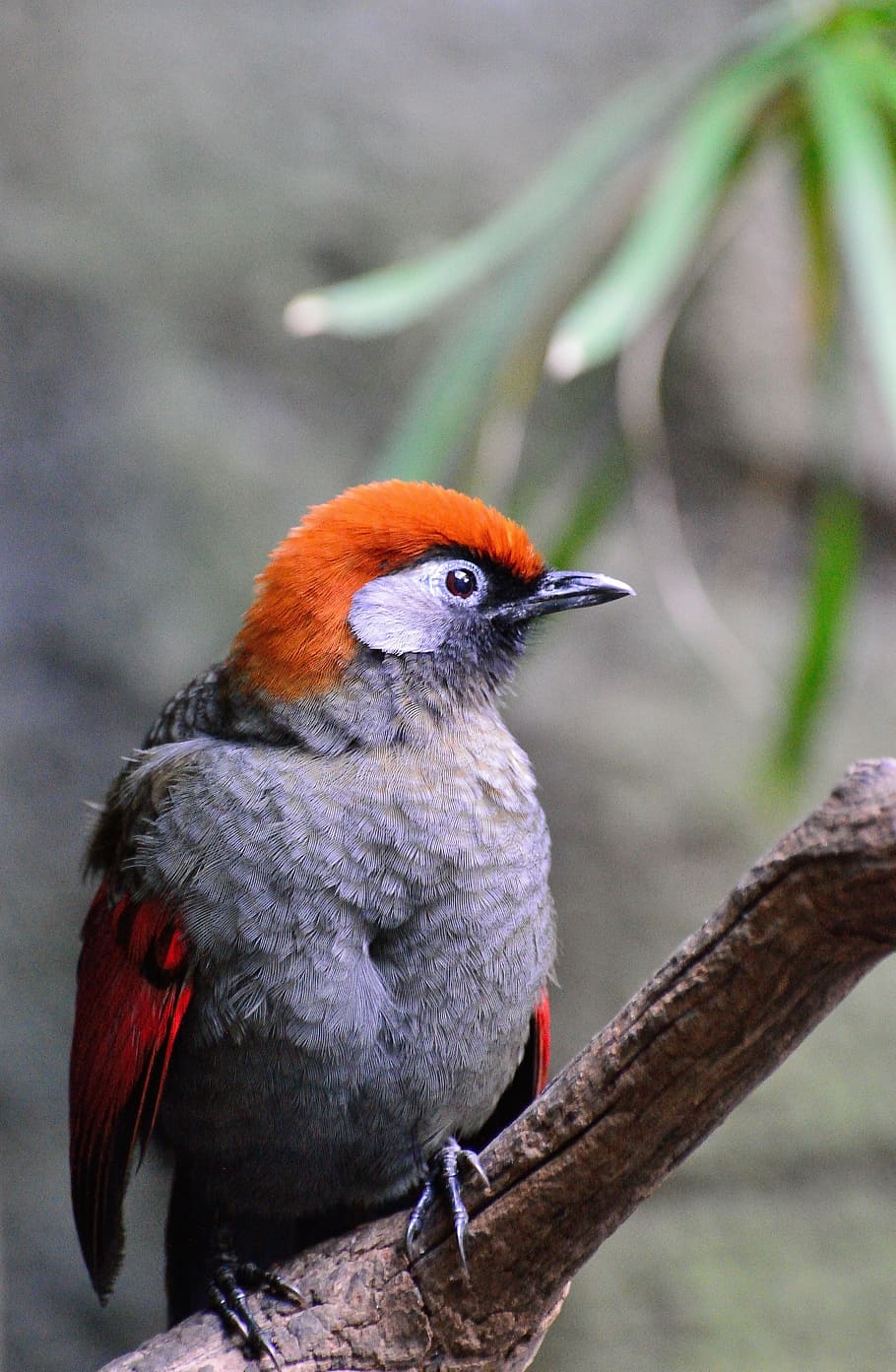orange and grey bird perched on wood, red-winged laughing thrush HD wallpaper