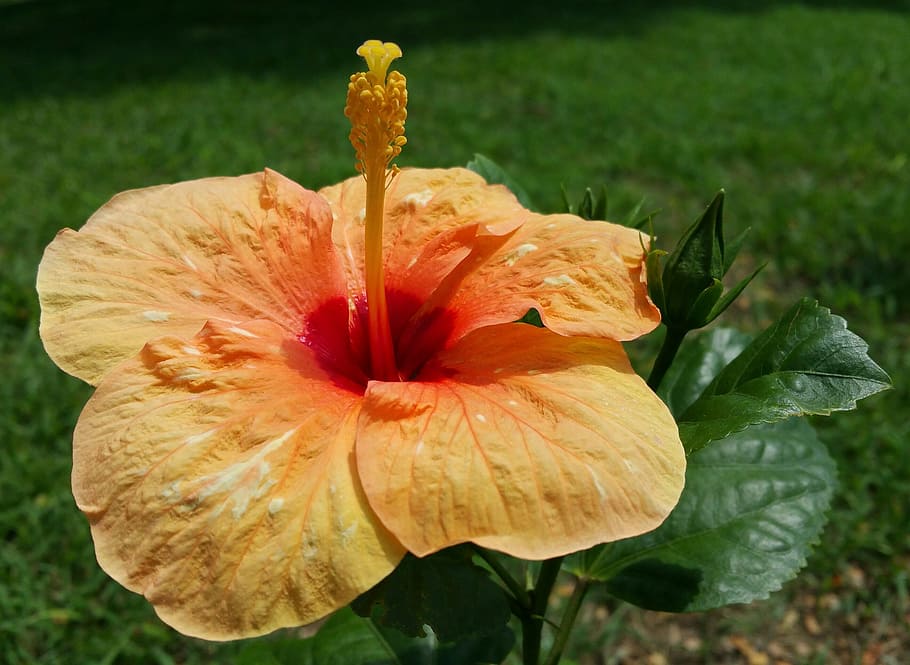 flower, hibiscus, nature, flowering plant, petal, fragility HD wallpaper