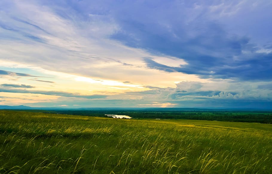 green grass field, grasses, grasslands, greenery, meadows, blue HD wallpaper