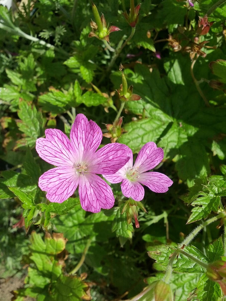 scots purple, flower, nature, pink, plant, summer, petal, flowering plant, HD wallpaper