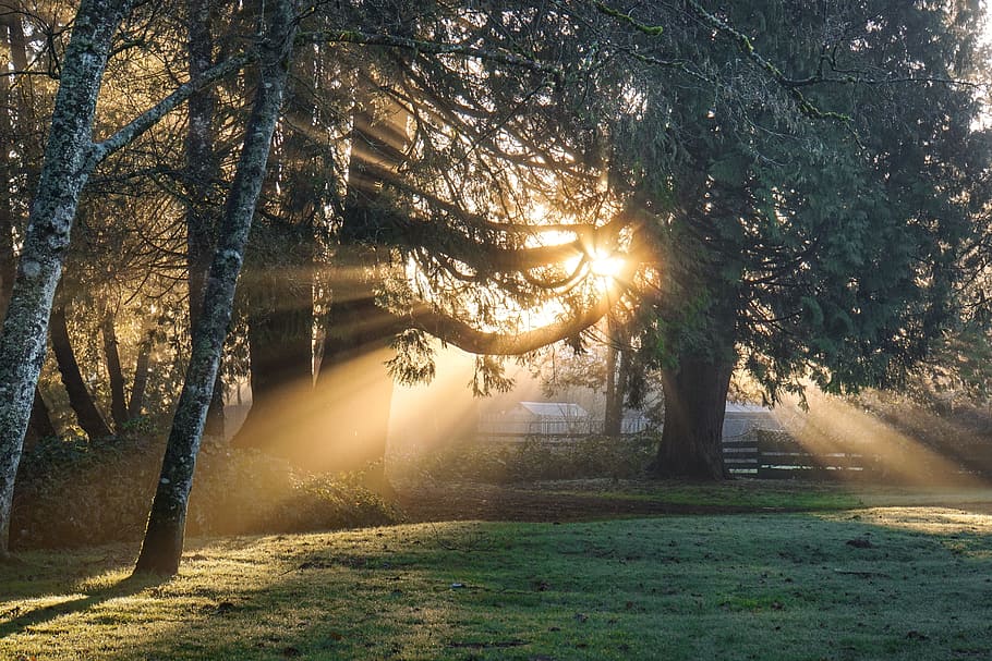 green leaf tree during daytime, frost, trees, farm, sunrays HD wallpaper