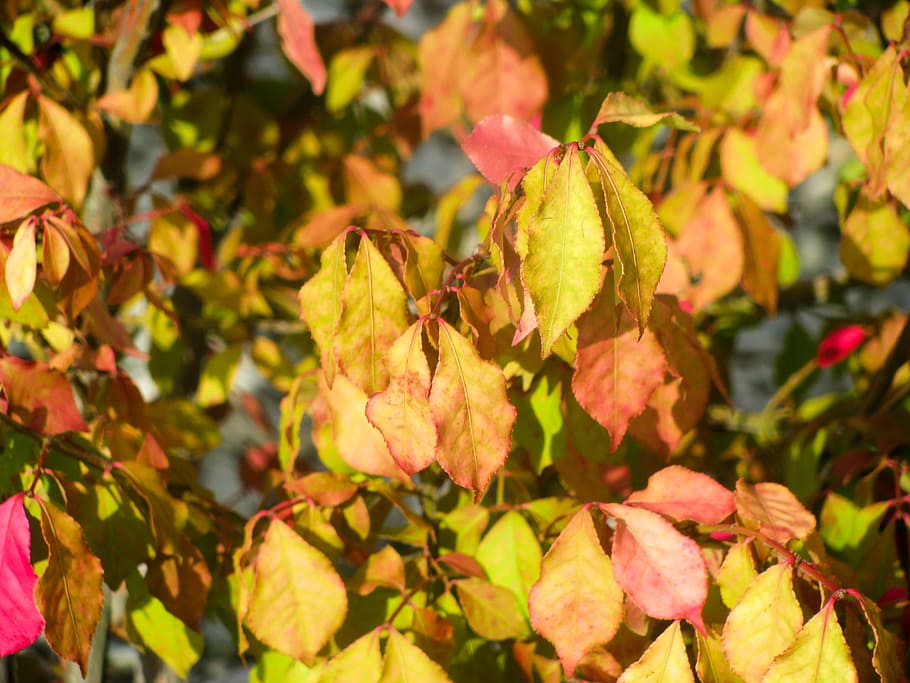Leaves, fall, fall leaves, orange, red, yellow, Macro, Nature HD wallpaper