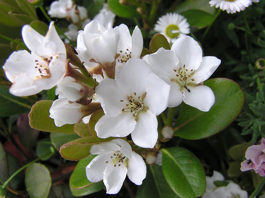 Flower, White, Ant, with, white color, petal, freshness, blossom HD wallpaper
