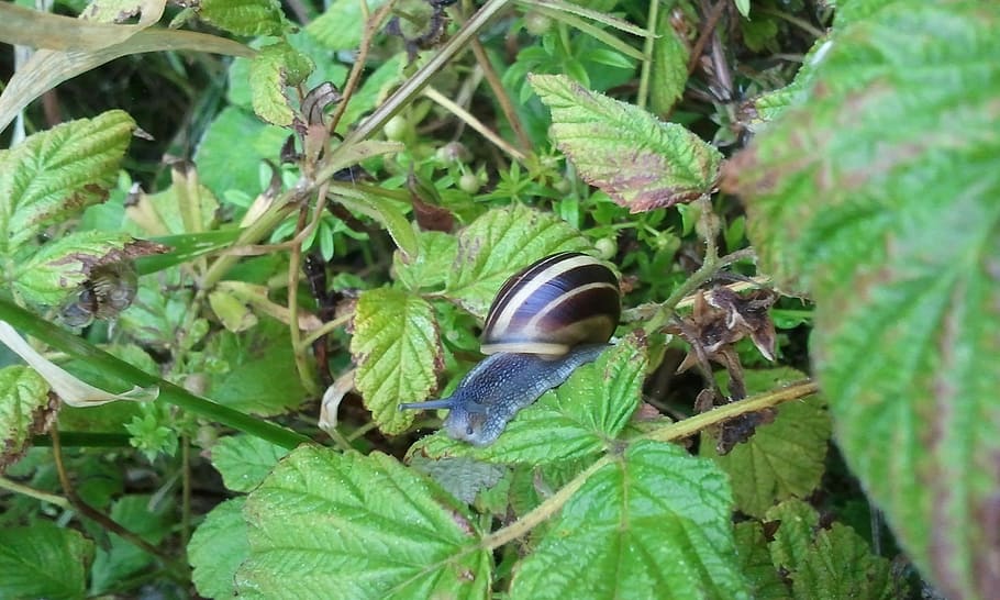 Snail, Insect, Animal, Shell, Brown, big, nature, garden, slow HD wallpaper