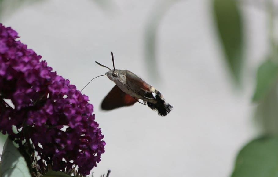 hummingbird hawk moth, butterfly, summer, nature, proboscis HD wallpaper