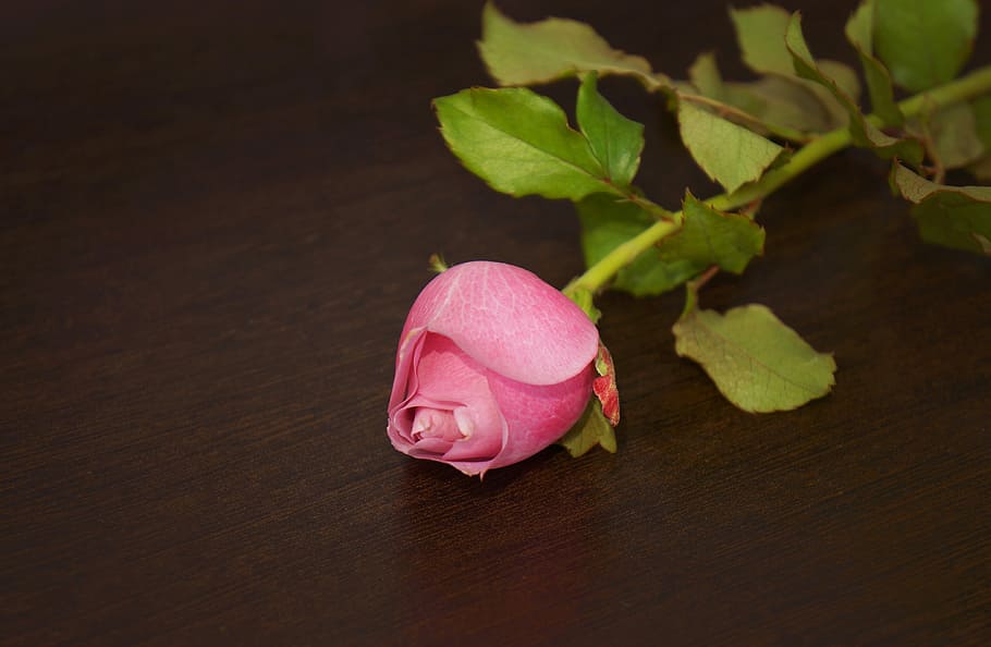 roses, rose buds rose, plant, freshness, pink color, flower HD wallpaper