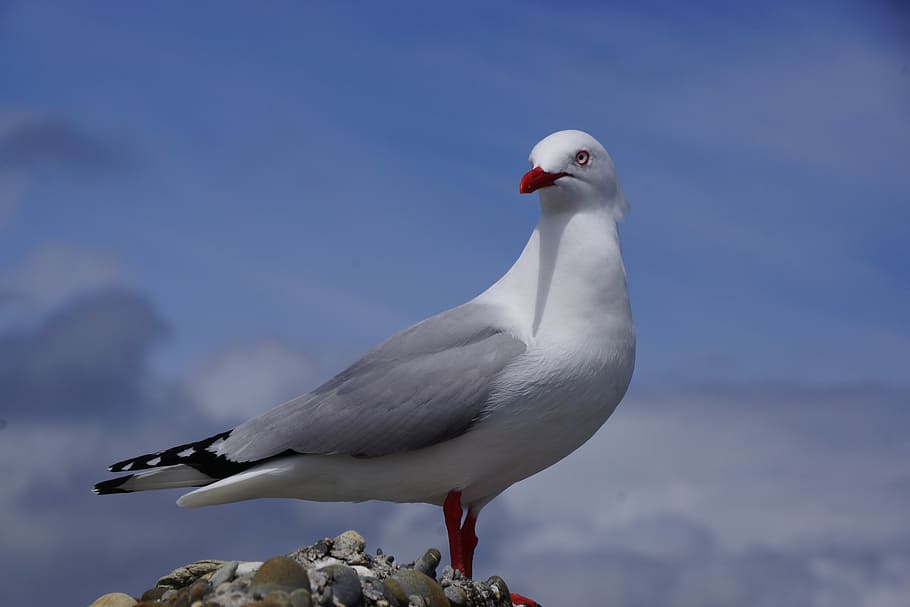 seagull, bird, animal wildlife, animal themes, animals in the wild HD wallpaper