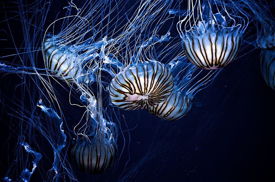 several jellyfishes underwater, blue jelly fish swimming underwater HD wallpaper