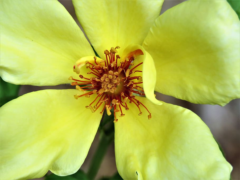 flower, yellow, rose, macro, flowering plant, fragility, vulnerability HD wallpaper