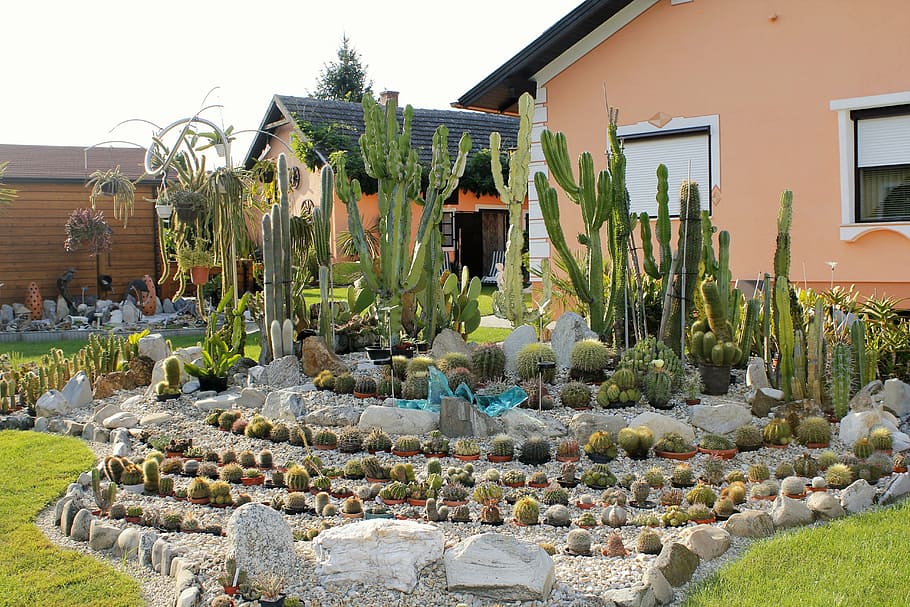 hobby, garden, exoticism, cactus, nature, prickly, architecture HD wallpaper