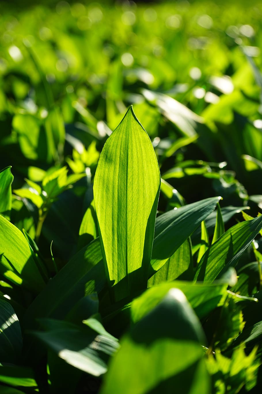 Bear'S Garlic, Leaves, Allium Ursinum, garlic leaves, young wild garlic leaves, HD wallpaper