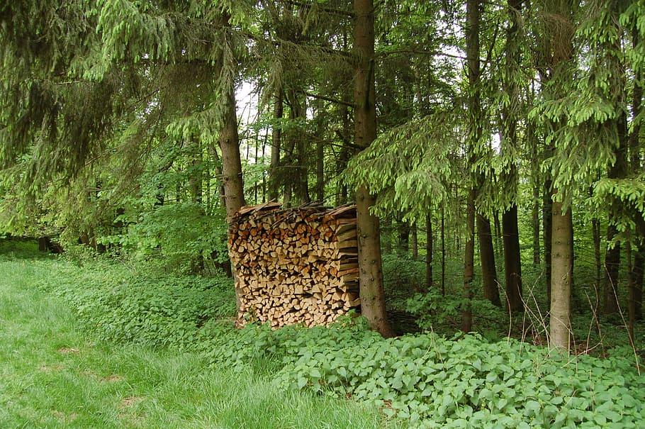 firewood, holzstapel, stack, combs thread cutting, forest, nature HD wallpaper