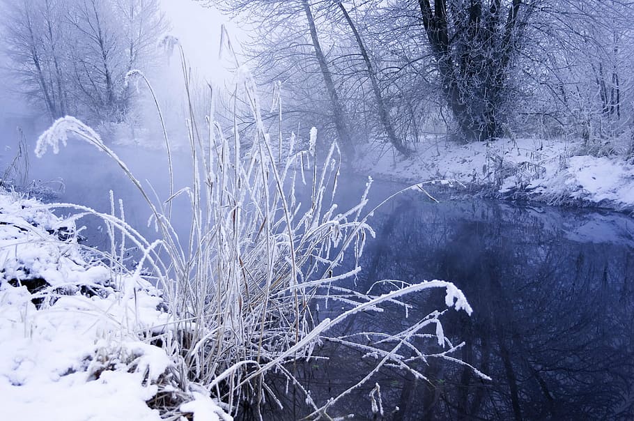 snowy riverbank with frozen thistles, winter, landscape, branches HD wallpaper
