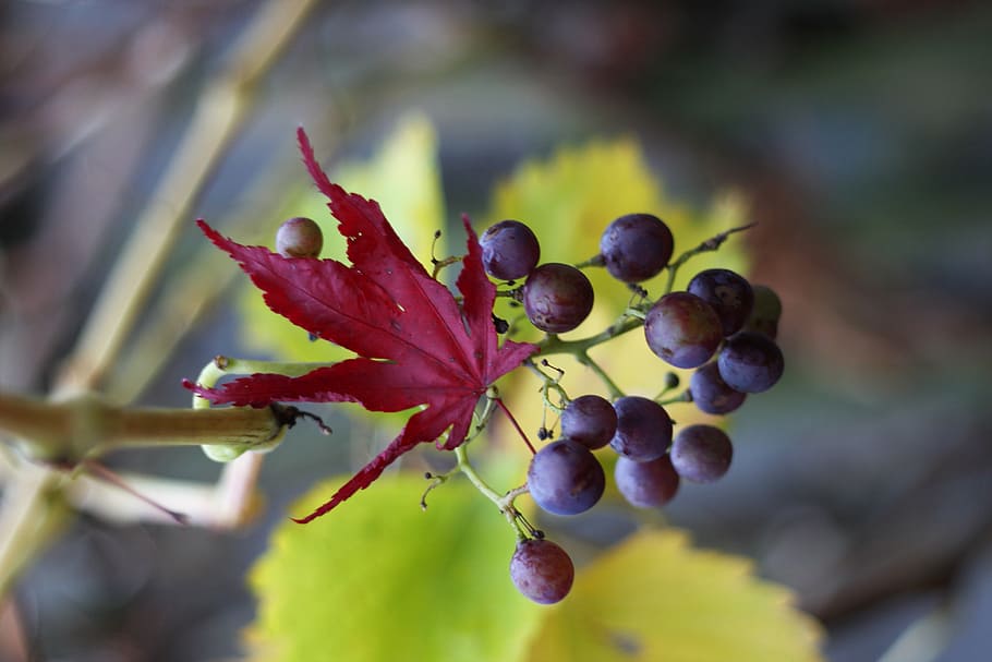 grape, leaf, tree, food and drink, growth, fruit, plant, close-up HD wallpaper