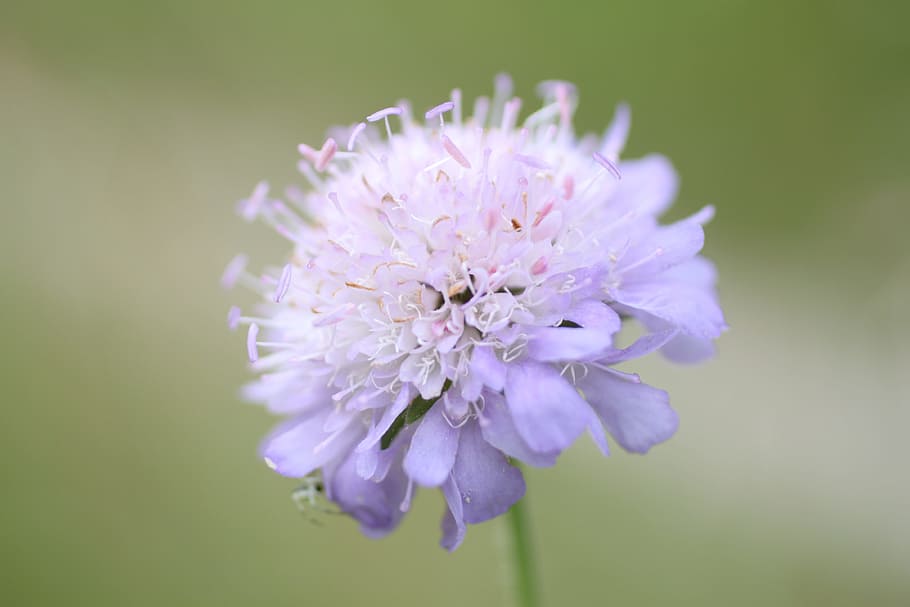 onion, flower, allium hymenorrhizum, purple flower, fleurs des champs, HD wallpaper