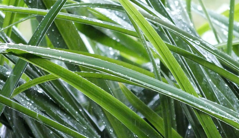 The plant wet. Wet Plants.