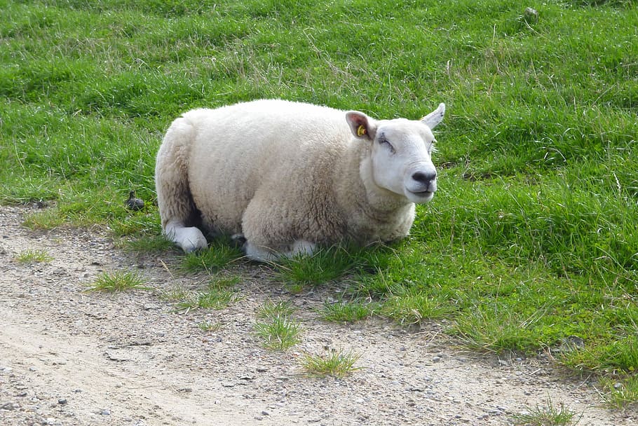 Sheep, Animal, Close, Grass, Rest, meadow, dike, idyll, cute HD wallpaper