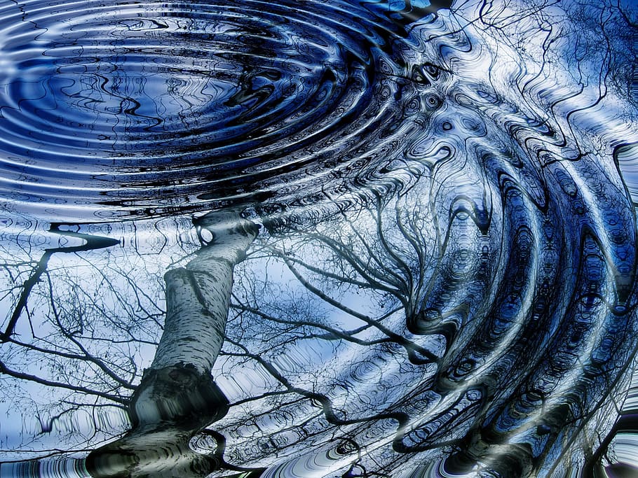 reflection of bare tree, rings, mirroring, water, wave, lake HD wallpaper