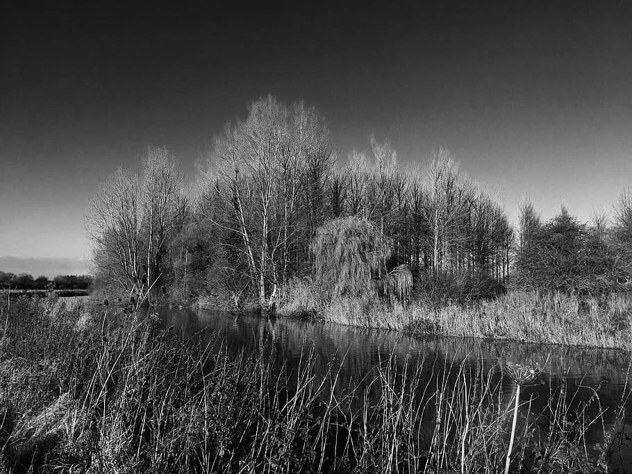 river, trees, reflections, water, landscape, plant, grass, tranquility HD wallpaper