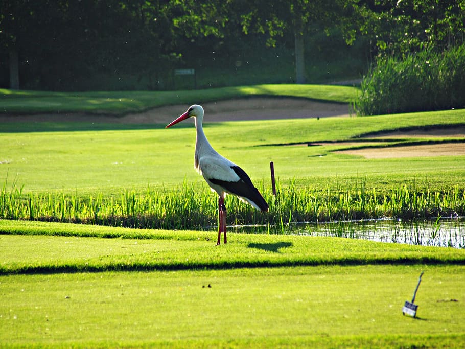 stork, green, bird, field, white, nature, grass, meadow, white stork HD wallpaper