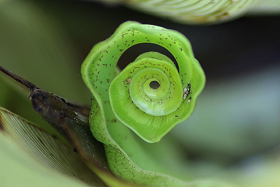 close-up photo of green leaf, roll, nature, plant, natural, botanical