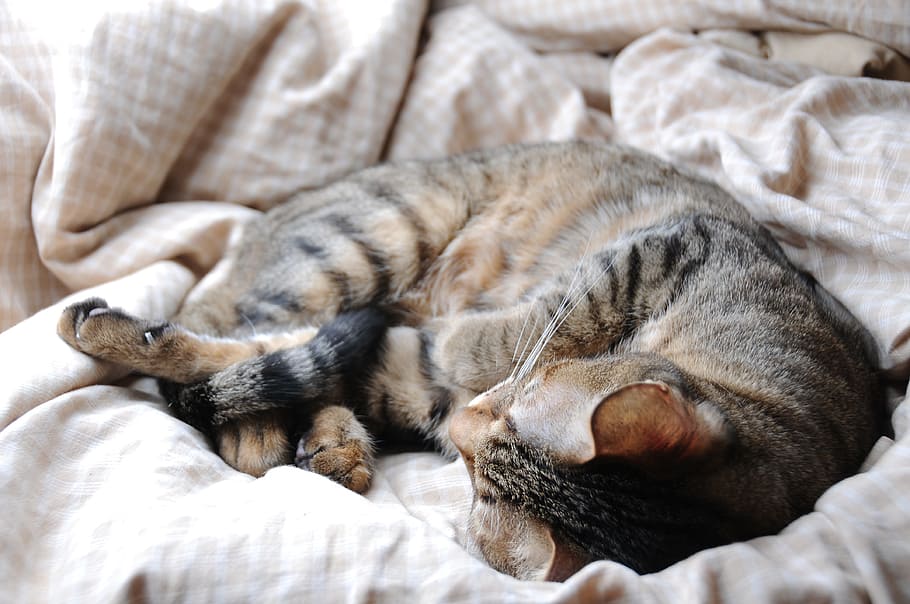 Cat, Pet, Palate, sleeping their palate, one animal, animal themes HD wallpaper
